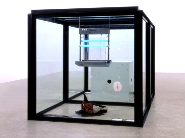  5: D. HIRST, A Thousand Years, 1990, Saatchi Gallery, London. 